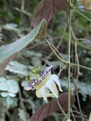 Passiflora porophylla