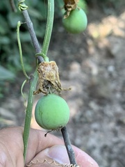 Passiflora porophylla