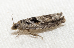 Pseudexentera hodsoni