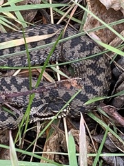 Vipera berus berus