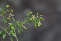 Rubia petiolaris