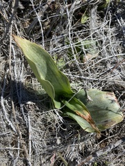 Platanthera elongata