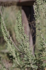 Artemisia afra