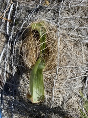 Platanthera elongata