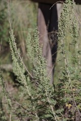 Artemisia afra