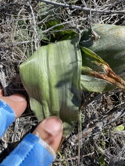 Platanthera elongata