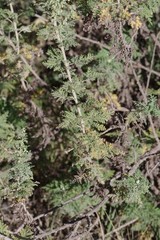 Artemisia afra