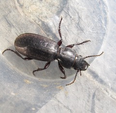 Mecodema sculpturatum