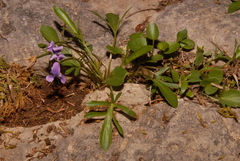 Viola egglestonii