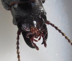 Mecodema sculpturatum