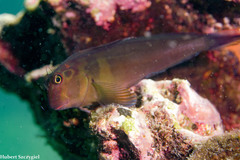 Panamic Fanged Blenny photo 4