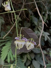 Passiflora porophylla