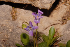 Viola egglestonii