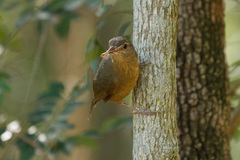 Colluricincla rufogaster rufogaster