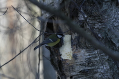 Parus major