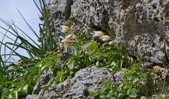 Tulipa saxatilis