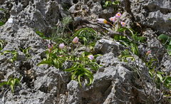 Tulipa saxatilis