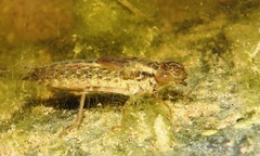Anax imperator