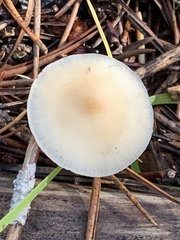 Strobilurus albipilatus