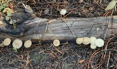 Strobilurus albipilatus