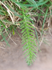 Achillea millefolium