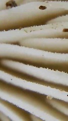 Strobilurus albipilatus