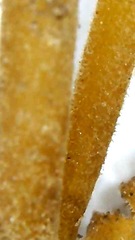 Strobilurus albipilatus