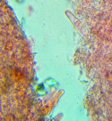 Strobilurus albipilatus