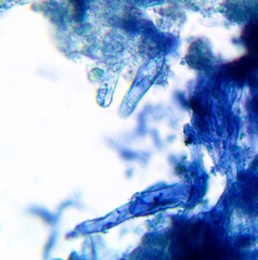 Strobilurus albipilatus