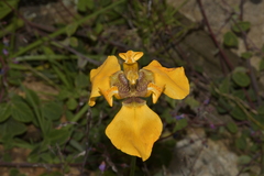 Hesperoxiphion peruvianum