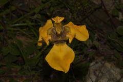 Hesperoxiphion peruvianum