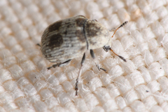 Trigonorhinus
