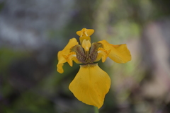 Hesperoxiphion peruvianum