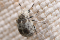 Trigonorhinus