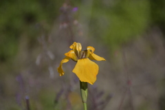 Hesperoxiphion peruvianum