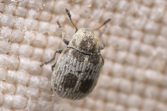 Trigonorhinus
