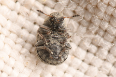 Trigonorhinus
