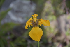 Hesperoxiphion peruvianum