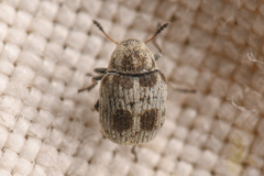 Trigonorhinus