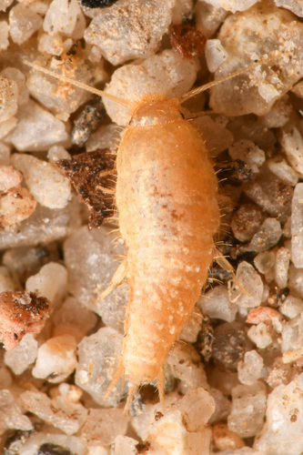 Mirolepisma deserticola photo 4