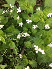 Viola canadensis