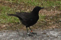 Myophonus borneensis