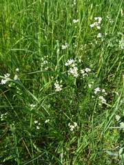 Asperula tinctoria