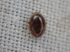 Rhyzobius chrysomeloides