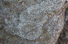 Physcia subtilis
