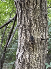 Hyalessa maculaticollis