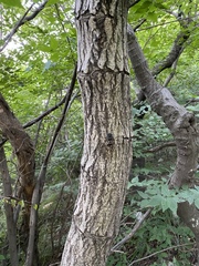 Hyalessa maculaticollis