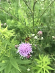 Epistrophe grossulariae