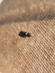 Carabidae