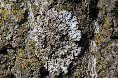 Physconia leucoleiptes